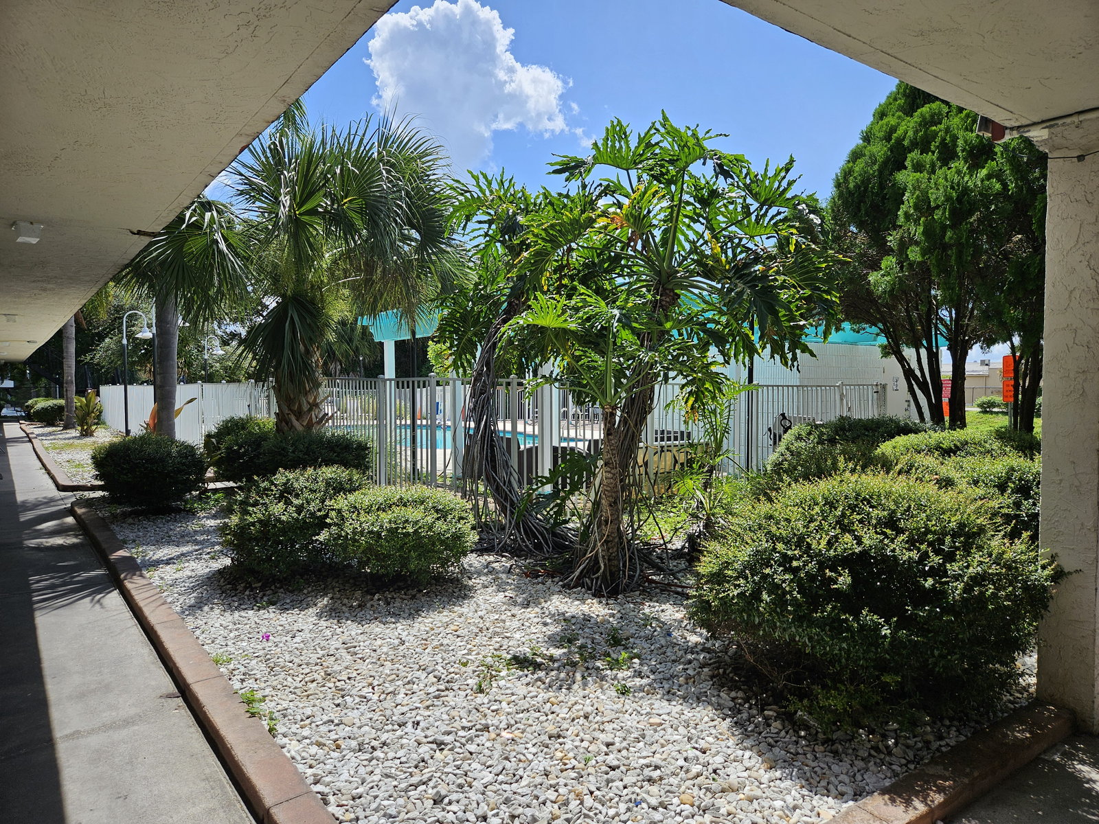 Palms and landscaping in the courtyard